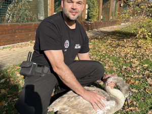 spolupráce s městskou policií je na výborné úrovni
