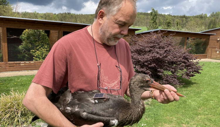 Libor Šejna připravuje k vypouštění mládě čápa černého. Jeho pohyb sleduje vysílačka.