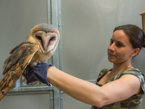 Záchranná stanice na Šumavě slaví deset let. Pomohla stovkám zvířat