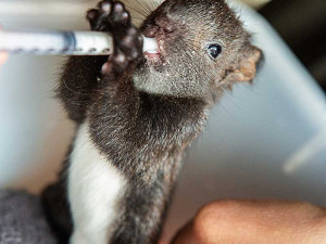 Záchranná stanice na Šumavě slaví deset let. Pomohla stovkám zvířat