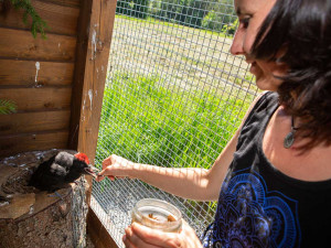 Záchranná stanice na Šumavě slaví deset let. Pomohla stovkám zvířat
