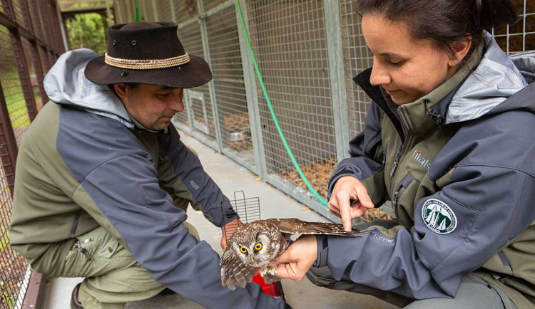 Záchranná stanice na Šumavě slaví deset let. Pomohla stovkám zvířat