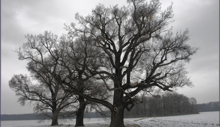 Opustili nás v roce 2022: Osobnosti politického, kulturního a společenského života z Kraje Vysočina