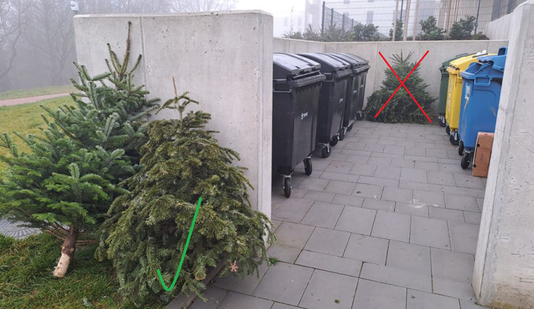 Odstrojené vánoční stromečky zvířatům nenoste, žádá olomoucká zoo. Města se o ně postarají