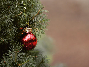 Vyhodit nebo raději zužitkovat? Vánoční stromky poslouží i jako materiál do kompostu