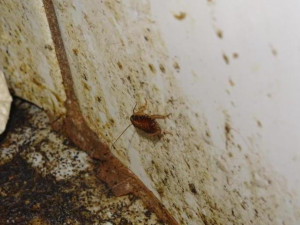 Restaurace Met zůstává po kontrole inspekce uzavřena. Čekáme na další kontrolu, říkají provozovatelé