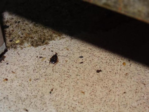 Restaurace Met zůstává po kontrole inspekce uzavřena. Čekáme na další kontrolu, říkají provozovatelé