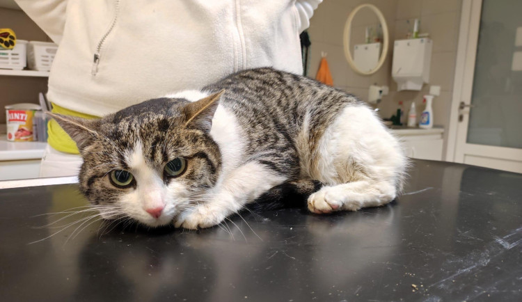 Strážníci se v Brně prořezali do mňoukající krabice. Zachránili kocoura Schrödingera