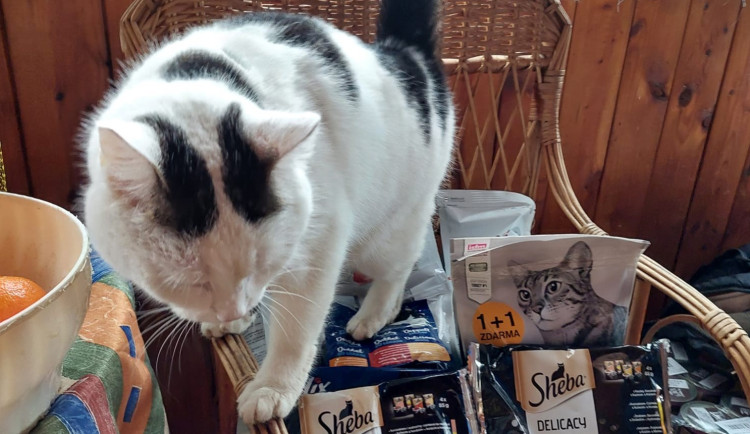 Obrovská vlna solidarity zachránila útulek Javornické čumáčky, který byl na mizině. Stačily čtyři dny