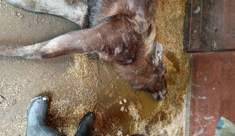 V hlubocké zoo zemřela březí losice. Otrávili ji návštěvníci