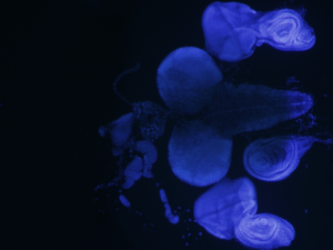 Přírodovědecká fakulta Jihočeské univerzity získala prestižní mezinárodní grant EMBO