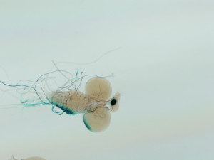 Přírodovědecká fakulta Jihočeské univerzity získala prestižní mezinárodní grant EMBO