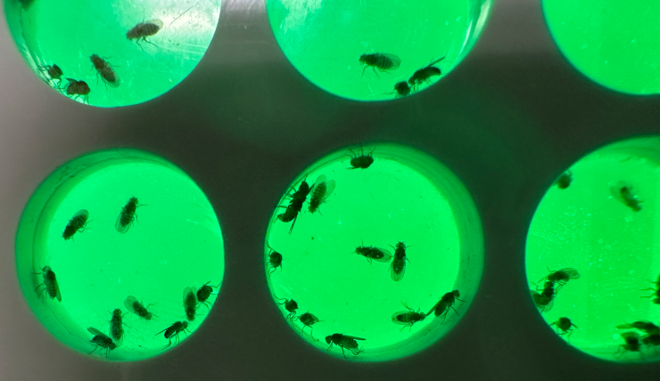 Přírodovědecká fakulta Jihočeské univerzity získala prestižní mezinárodní grant EMBO