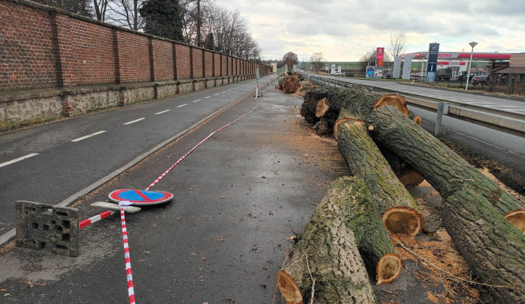 FOTOGALERIE: Vznešené topoly, které roky střežily prostějovský hřbitov, padly. Byly ve špatném stavu