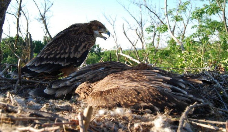 Orel královský patří mezi nejohroženější dravce Evropy. Loni poprvé hnízdil na jihu Čech