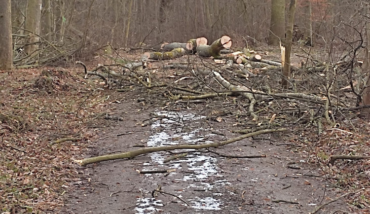 Kácení v rezervaci Žebračka budí rozruch. Stromy mají poškozené kořeny, vysvětluje radnice