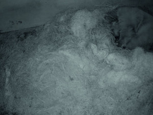 VIDEO: V zoo Hluboká se narodila dvě mláďata medvěda plavého
