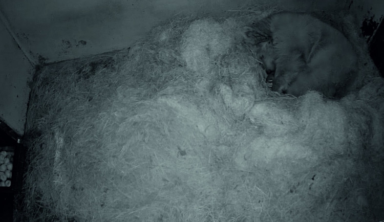V zoologické zahradě Ohrada se narodila dvě mláďata medvěda plavého