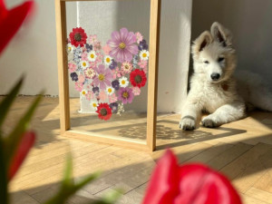 Veronika s Petrem vyrábí unikátní obrazy z lisovaných květin, díla dělají radost jako dárky i vzpomínka na svatbu