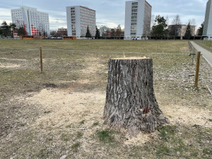 Z pozemků univerzity zmizela stará topolová alej. Stromy byly nebezpečné, odůvodňuje krok vedení univerzity