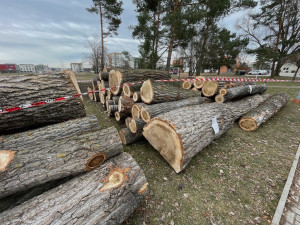 Z pozemků univerzity zmizela stará topolová alej. Stromy byly nebezpečné, odůvodňuje krok vedení univerzity
