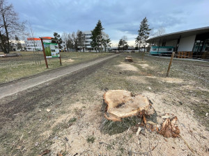 Z pozemků univerzity zmizela stará topolová alej. Stromy byly nebezpečné, odůvodňuje krok vedení univerzity