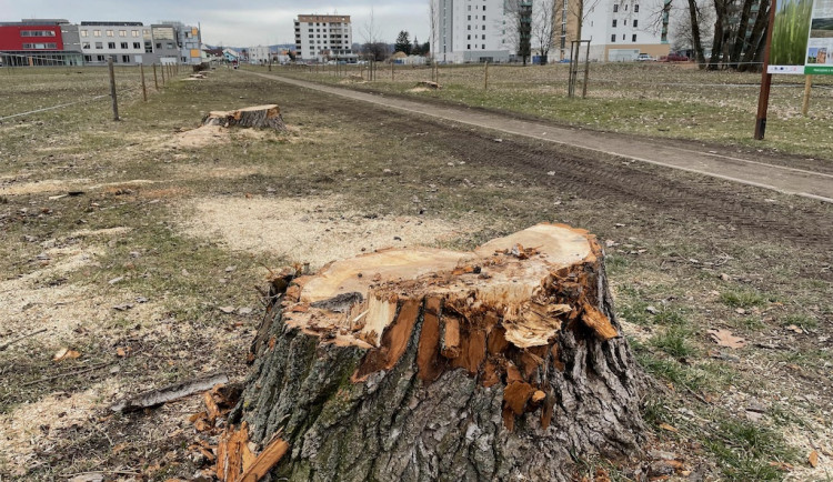 Z pozemků univerzity zmizela stará topolová alej. Stromy byly nebezpečné, odůvodňuje krok univerzita