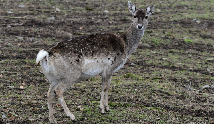 Samice vzácného daňka, který málem vyhynul, rozšířila stádo v olomoucké zoo. Přicestovala z Francie