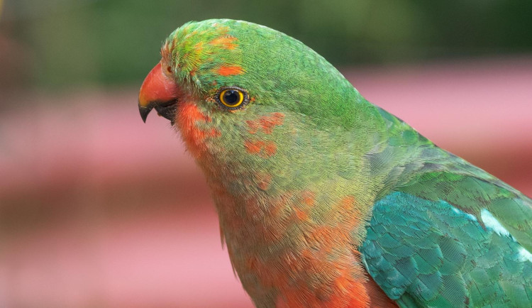 Papoušek královský.