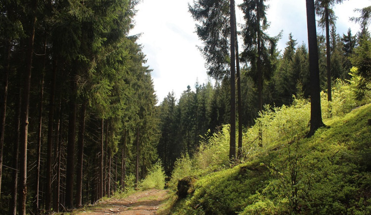 Šumavský národní park vypisuje výběrová řízení na práce v lesích. Cena je téměř 300 milionů