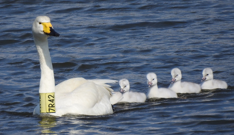 VIDEO: Uhynula labutí celebrita Zpěvanka. Na střední Moravě hnízdila šestnáct let