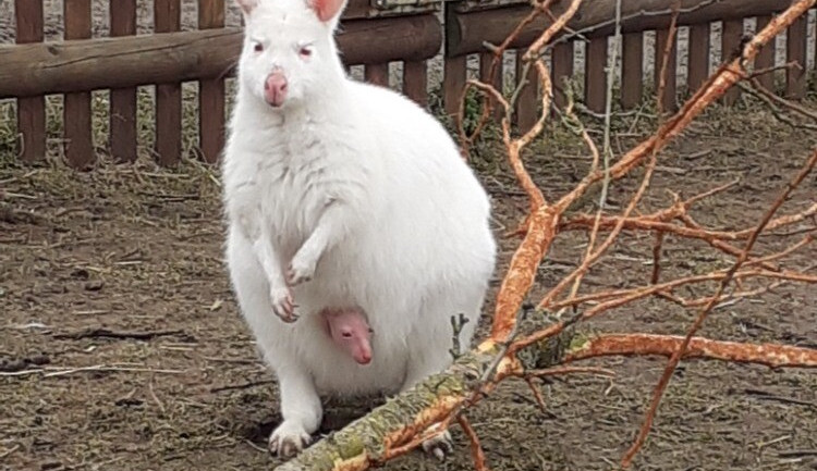 Poprvé vykouklo na svět. V táborské zoo se narodilo mládě klokana rudokrkého