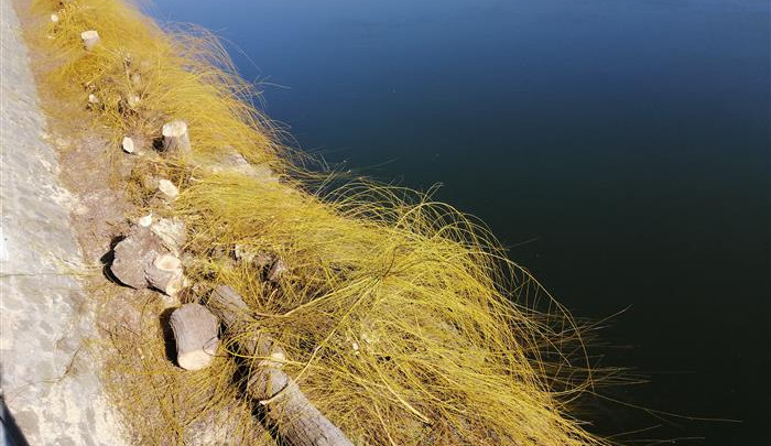 Pokácené stromy v Táboře.