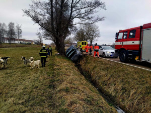Problémová pejskařka havarovala na jihu Čech. Čtrnáct psů se rozuteklo do luk, jeden po nehodě zahynul