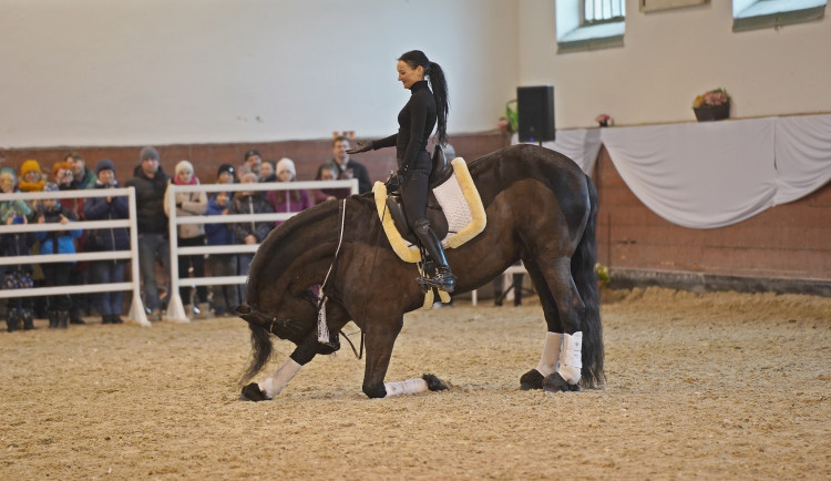 Jarní přehlídka plemenných koní v Písku ukázala desítky hřebců