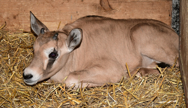 Samec Malkin překvapil, má několik potomků. Olomoucká zoo patří k nejlepším chovatelům oryxů v Evropě
