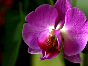 Do Jihočeského muzea se vrací exotická krása orchidejí