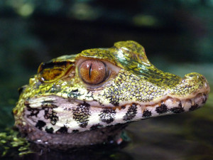 Do Jihočeského muzea se vrací exotická krása orchidejí