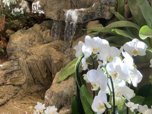 Do Jihočeského muzea se vrací exotická krása orchidejí