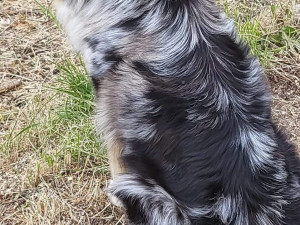 Rodina pátrá po fence australského ovčáka. Ztratila se ze Srubce