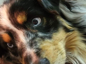 Rodina pátrá po fence australského ovčáka. Ztratila se ze Srubce