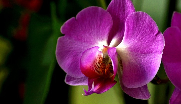 Do Jihočeského muzea se vrací exotická krása orchidejí