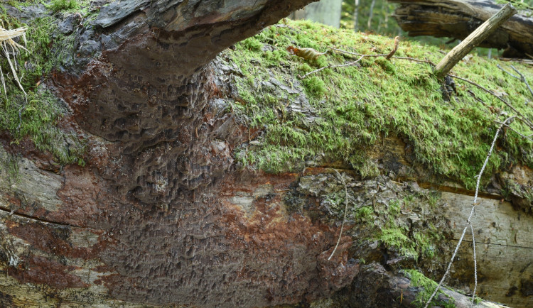 Vědci objevili na kmenech v Boubínském pralese houbu ohňovec rezavohnědý