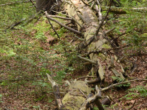 Vědci objevili na kmenech v Boubínském pralese houbu ohňovec rezavohnědý