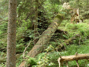 Vědci objevili na kmenech v Boubínském pralese houbu ohňovec rezavohnědý