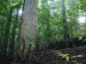Vědci objevili na kmenech v Boubínském pralese houbu ohňovec rezavohnědý