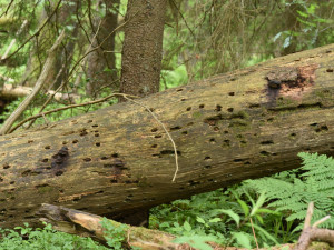 Vědci objevili na kmenech v Boubínském pralese houbu ohňovec rezavohnědý