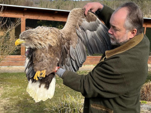 Na stanici v Makově mají neobvyklého pacienta. Léčí zraněného orla mořského, který přišel o křídlo