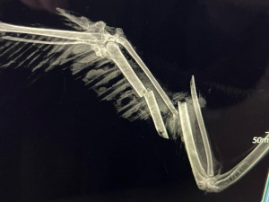 Na stanici v Makově mají neobvyklého pacienta. Léčí zraněného orla mořského, který přišel o křídlo