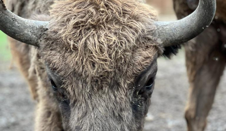 Zubr narozený v táborské zoologické zahradě zamíří do rezervace ve Francii